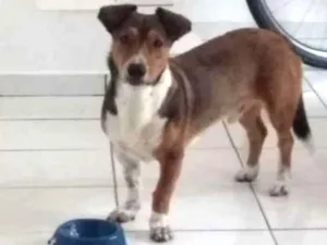 Cachorro raça Srd idade 7 a 11 meses nome Bolota