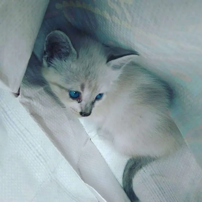 Gato ra a pelo curto brasileiro idade Abaixo de 2 meses nome branquinho,tricolor,