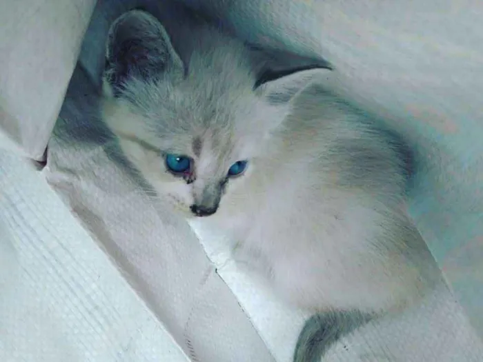 Gato ra a pelo curto brasileiro idade Abaixo de 2 meses nome branquinho,tricolor,