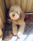 Rex 