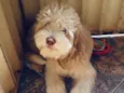 Rex 