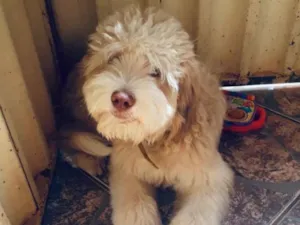 Cachorro raça Mestiço  idade 1 ano nome Rex 