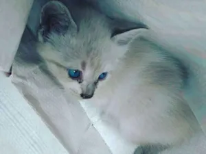 Gato raça pelo curto brasileiro idade Abaixo de 2 meses nome branquinho,tricolor,