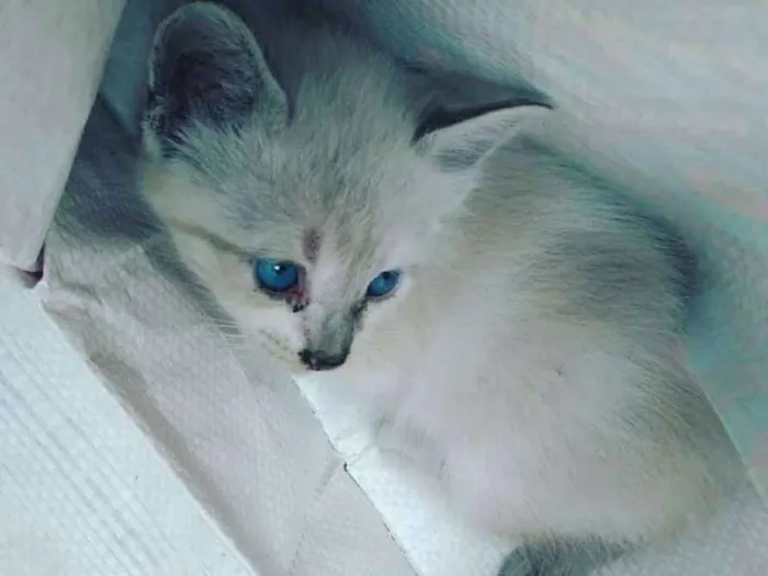 Gato ra a pelo curto brasileiro idade Abaixo de 2 meses nome branquinho,tricolor,