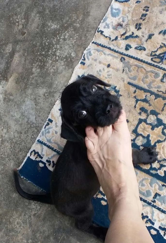 Cachorro raça Indefinida idade 2 a 6 meses nome Rex
