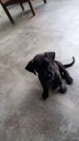 Rex