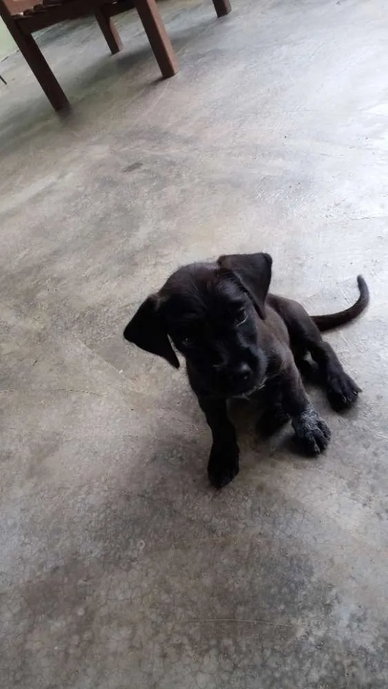 Cachorro raça Indefinida idade 2 a 6 meses nome Rex