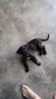 Rex