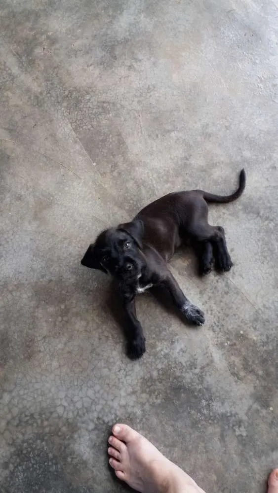 Cachorro raça Indefinida idade 2 a 6 meses nome Rex