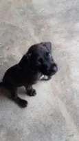 Rex