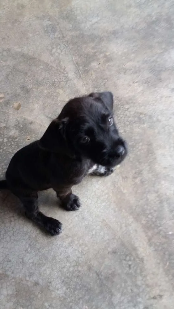 Cachorro raça Indefinida idade 2 a 6 meses nome Rex