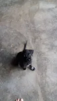 Rex