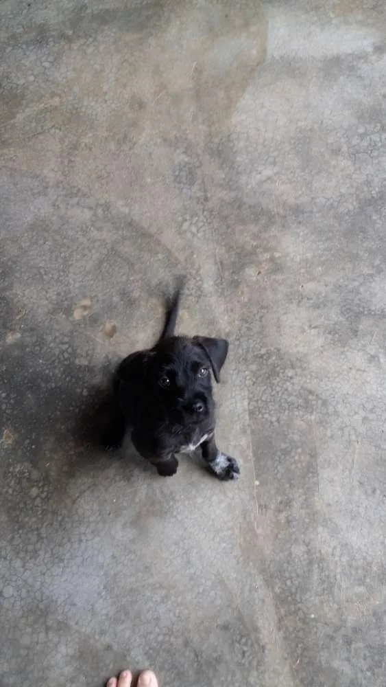 Cachorro raça Indefinida idade 2 a 6 meses nome Rex