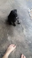 Rex