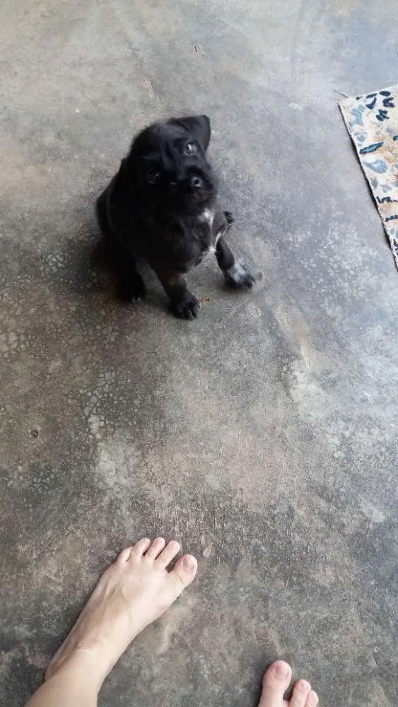 Cachorro raça Indefinida idade 2 a 6 meses nome Rex