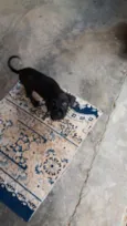 Rex
