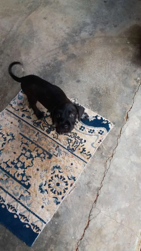 Cachorro raça Indefinida idade 2 a 6 meses nome Rex