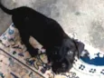 Rex