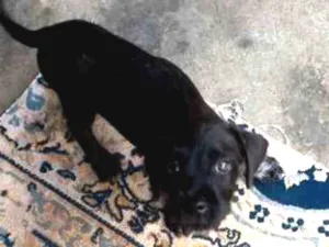Cachorro raça Indefinida idade 2 a 6 meses nome Rex