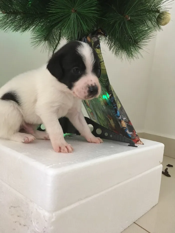 Cachorro ra a Misturando  idade Abaixo de 2 meses nome Cachorro 