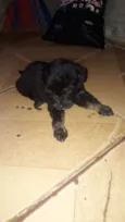 Bob