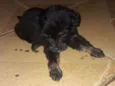 Bob