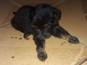 Cachorro raça Podle  idade 2 a 6 meses nome Bob
