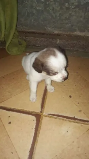 Cachorro raça Podle  idade 2 a 6 meses nome Laureta