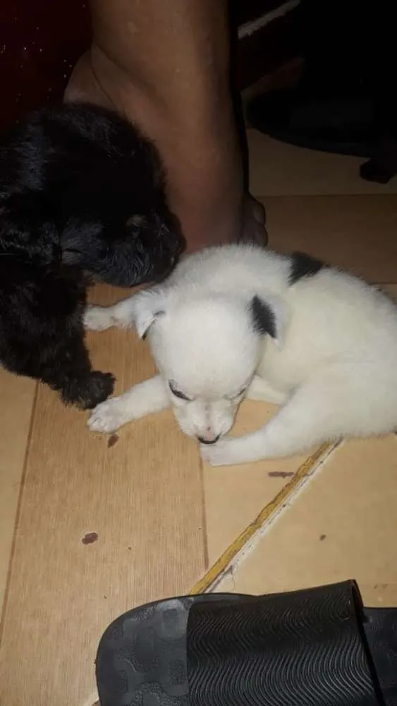 Cachorro ra a Podle  idade 2 a 6 meses nome Ma