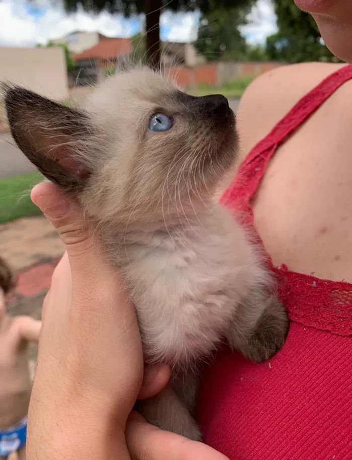 Gato ra a Siames idade Abaixo de 2 meses nome Gatinha