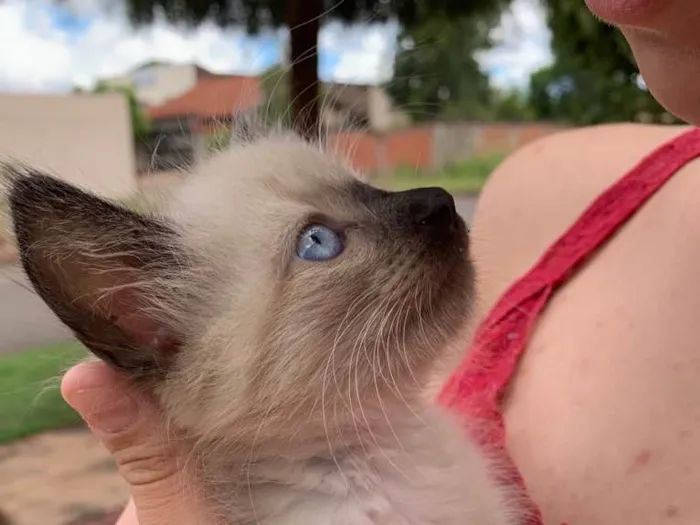 Gato ra a Siames idade Abaixo de 2 meses nome Gatinha