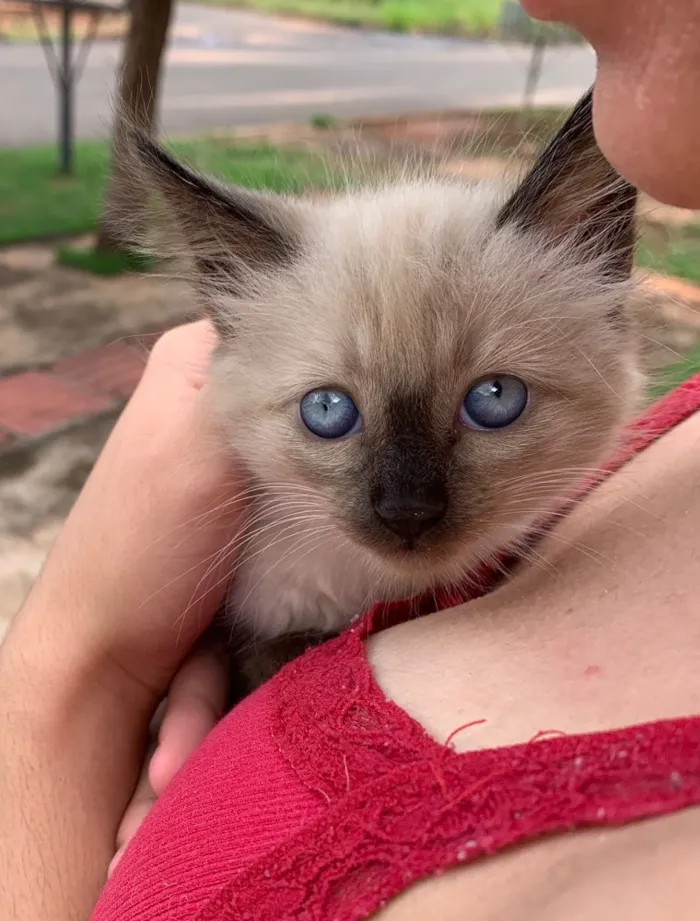 Gato ra a Siames idade Abaixo de 2 meses nome Gatinha