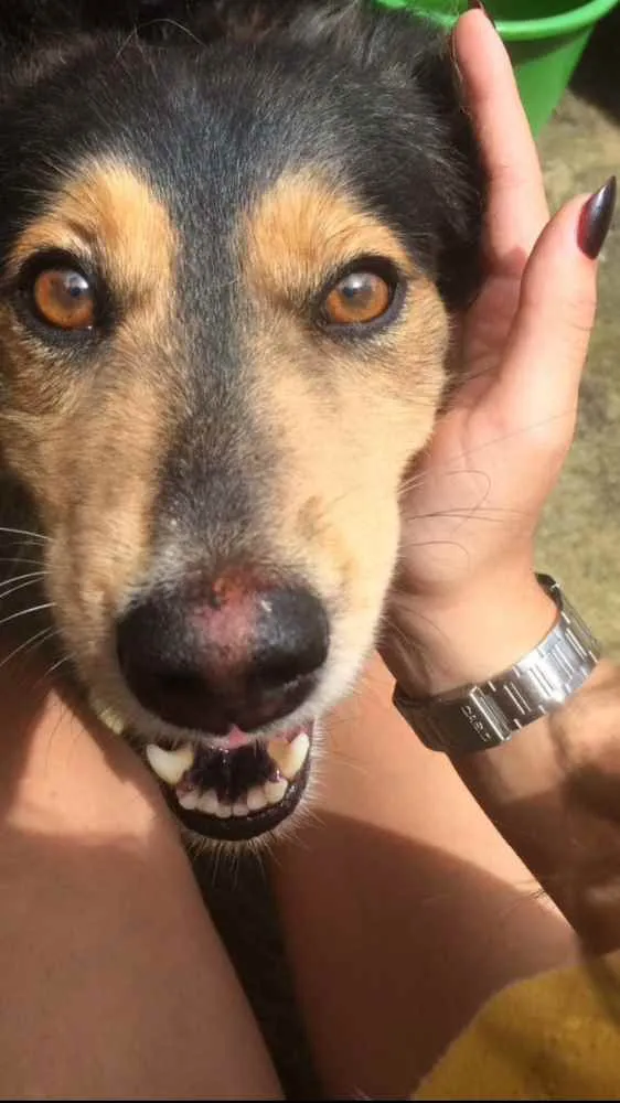 Cachorro ra a Sem raça idade 6 ou mais anos nome Lili