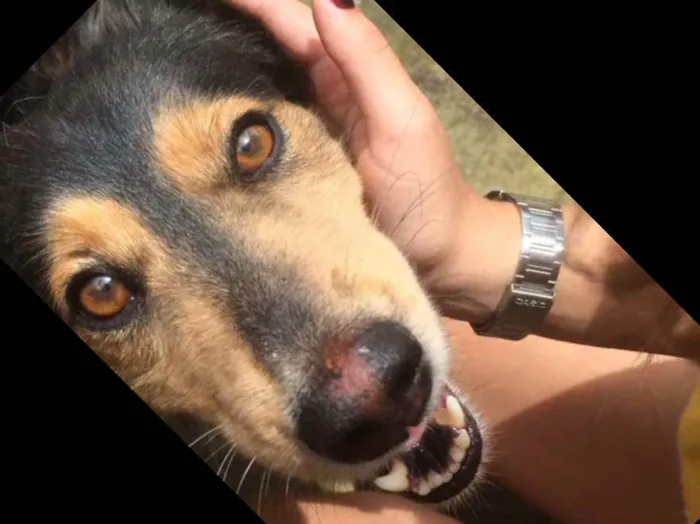 Cachorro ra a Sem raça idade 6 ou mais anos nome Lili