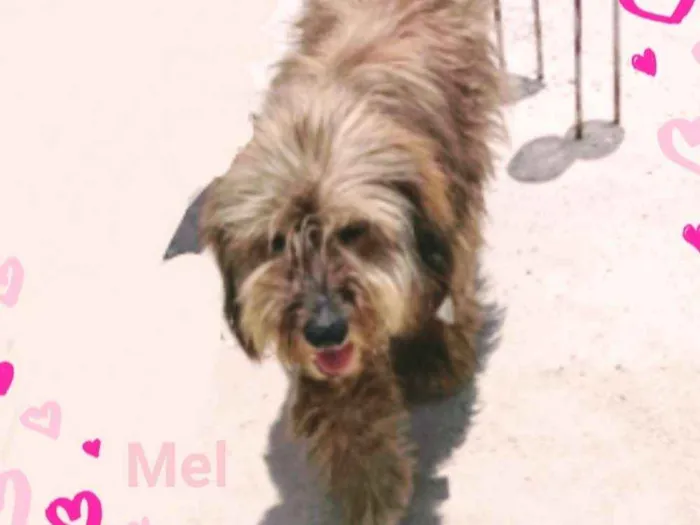 Cachorro ra a Srd idade 1 ano nome Mel