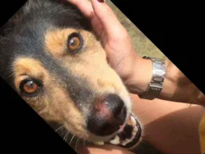 Cachorro raça Sem raça idade 6 ou mais anos nome Lili