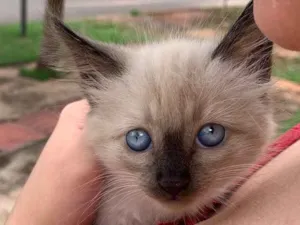 Gato raça Siames idade Abaixo de 2 meses nome Gatinha