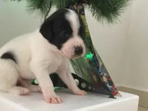 Cachorro raça Misturando  idade Abaixo de 2 meses nome Cachorro 