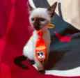 Kiko 