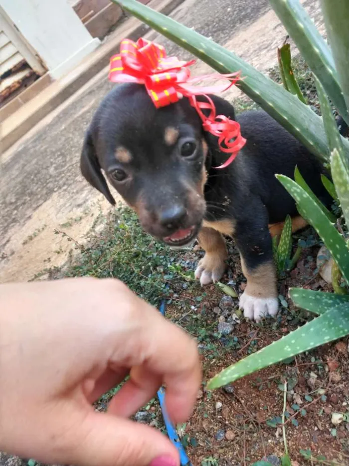 Cachorro raça Sem raça definida idade Abaixo de 2 meses nome Leny