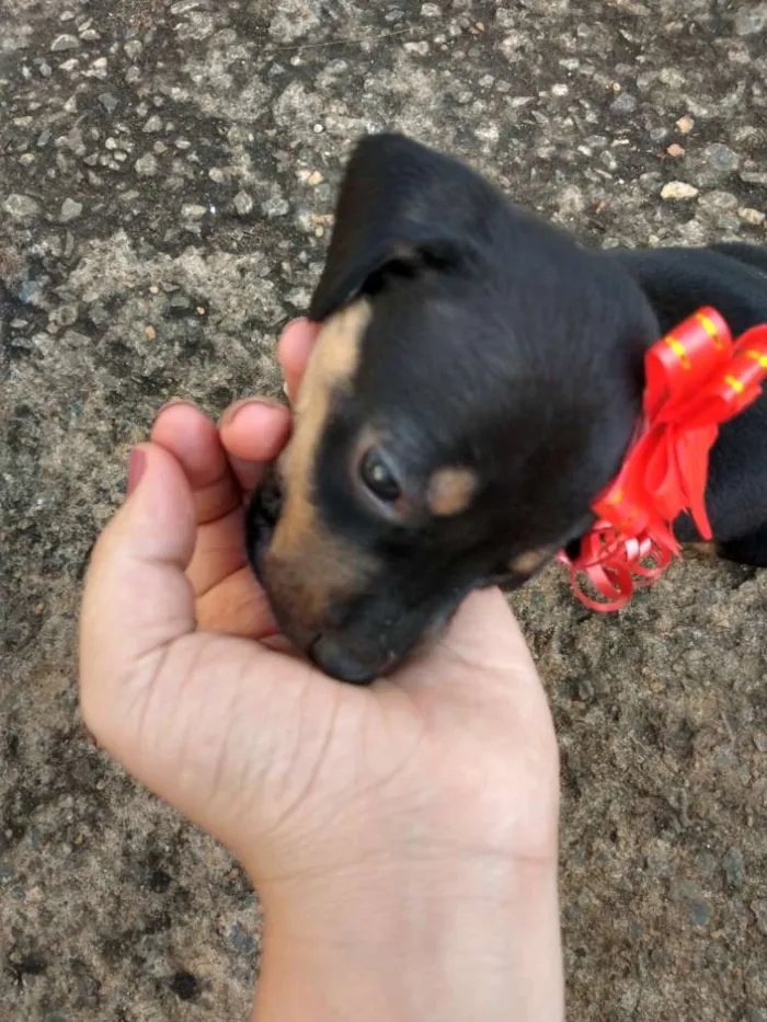 Cachorro raça Sem raça definida idade Abaixo de 2 meses nome Leny