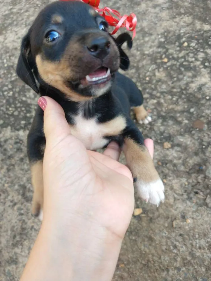 Cachorro raça Sem raça definida idade Abaixo de 2 meses nome Leny