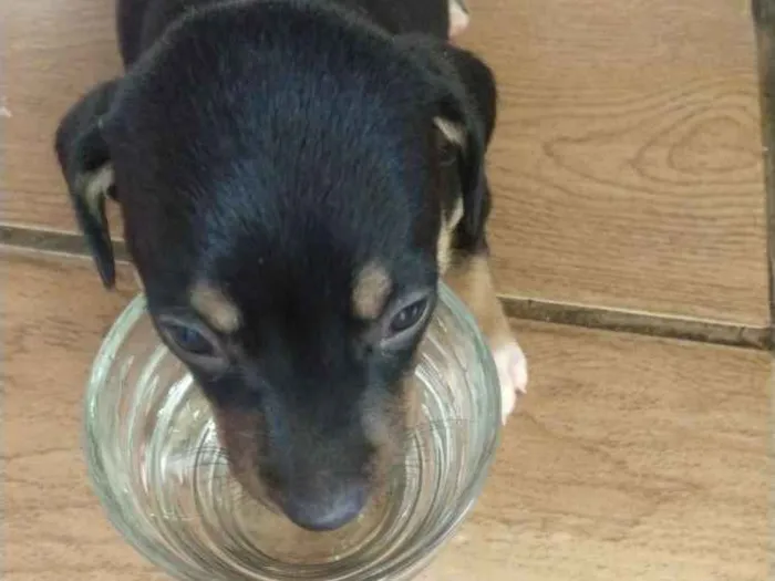 Cachorro raça Sem raça definida idade Abaixo de 2 meses nome Leny