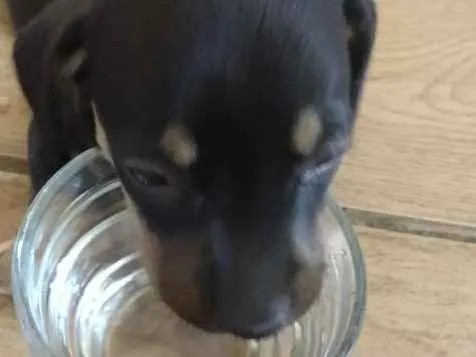 Cachorro raça Sem raça definida idade Abaixo de 2 meses nome Leny