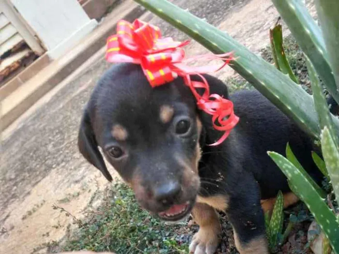 Cachorro raça Sem raça definida idade Abaixo de 2 meses nome Leny