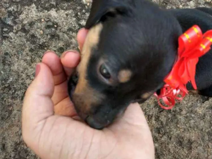 Cachorro raça Sem raça definida idade Abaixo de 2 meses nome Leny