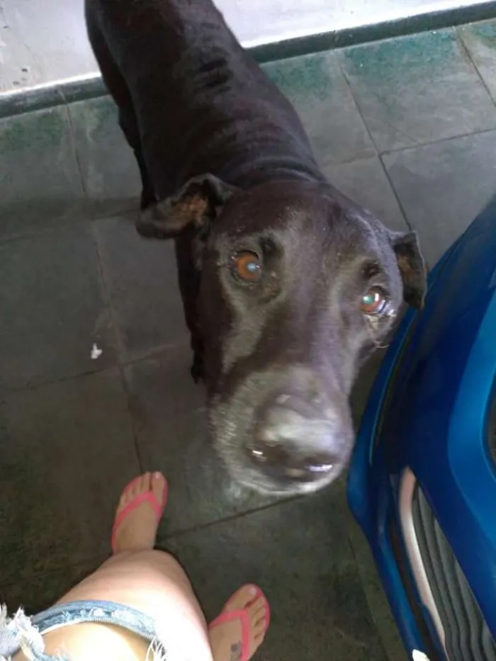 Cachorro ra a Labrador e Fila idade 6 ou mais anos nome Bradoque