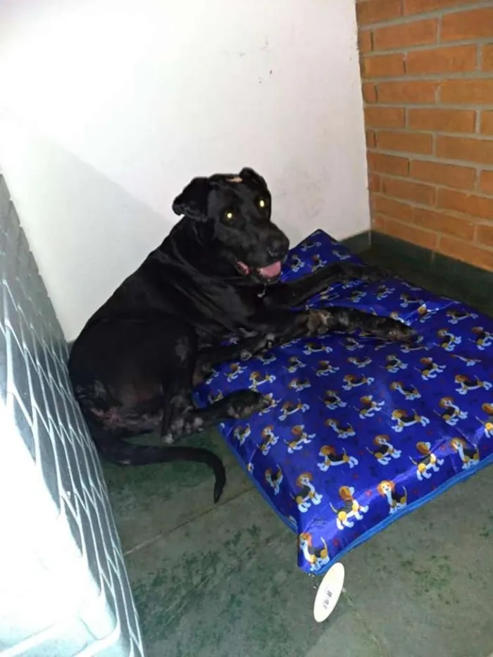 Cachorro ra a Labrador e Fila idade 6 ou mais anos nome Bradoque