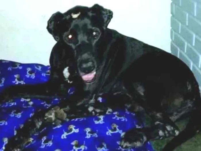 Cachorro ra a Labrador e Fila idade 6 ou mais anos nome Bradoque