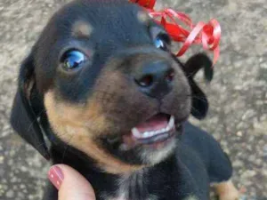 Cachorro raça Sem raça definida idade Abaixo de 2 meses nome Leny